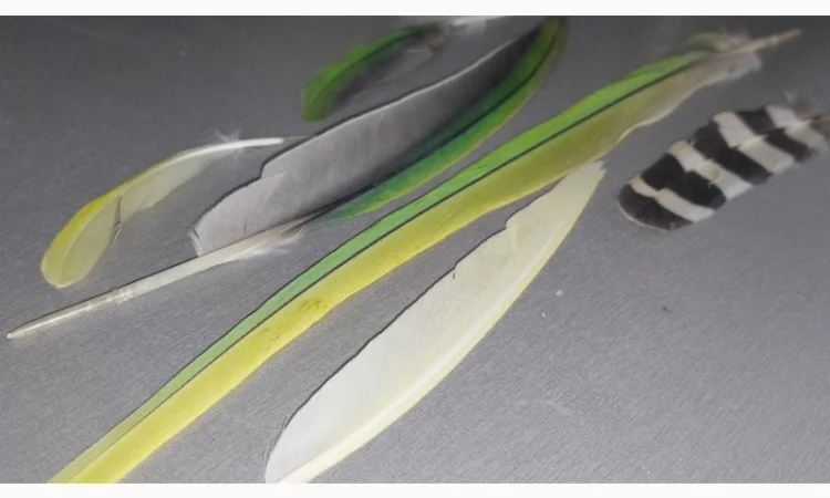 Перо попугая. Яркие, разноцветные перья попугаев, разных размеров - фото № 3