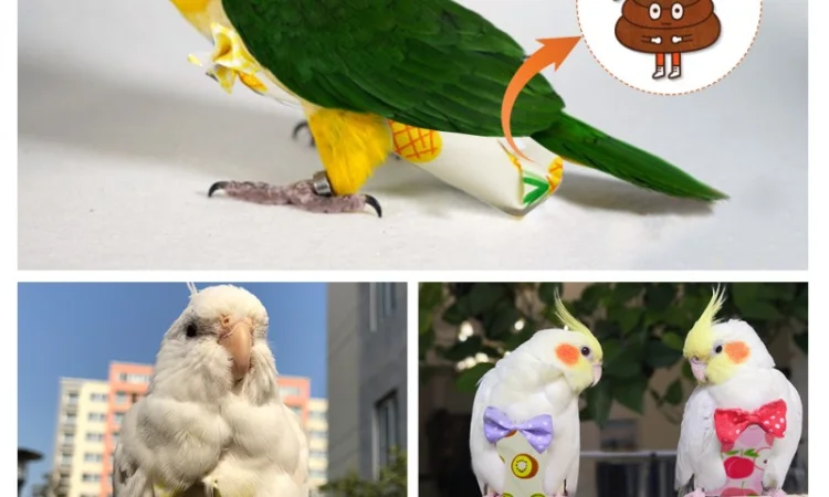 Памперс для попугаев – забота о вашем питомце - фото № 4