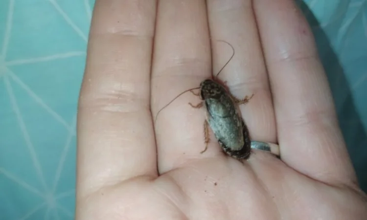 Корм для стрижів. Їжа для стрижів - фото № 1