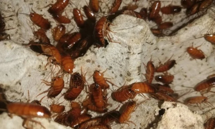 Корм для стрижів. Їжа для стрижів - фото № 3