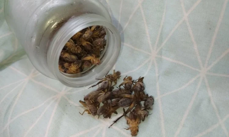 Корм для стрижів. Їжа для стрижів - фото № 4