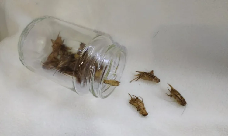 Корм для стрижів. Їжа для стрижів - фото № 5