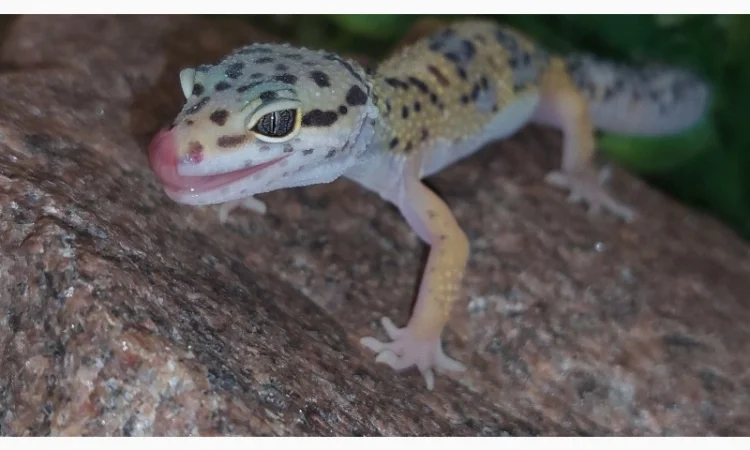 Леопардовый геккон-эублефар, ручные, яркие рептилии для дома - фото № 1