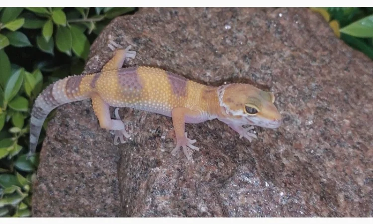 Леопардовый геккон-эублефар, ручные, яркие рептилии для дома - фото № 2