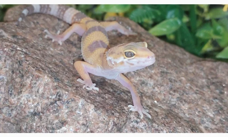 Леопардовый геккон-эублефар, ручные, яркие рептилии для дома - фото № 3