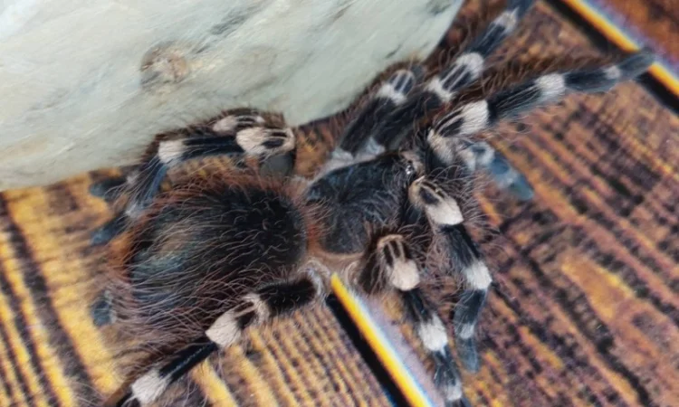 Паук-птицеед Акантоскурия Геникулята на продажу - фото № 3