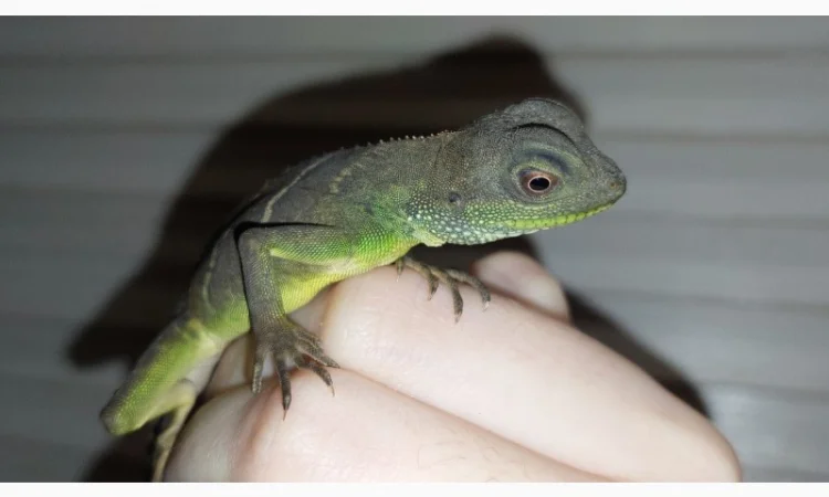 Ручные водяные агамы для содержания дома - фото № 2
