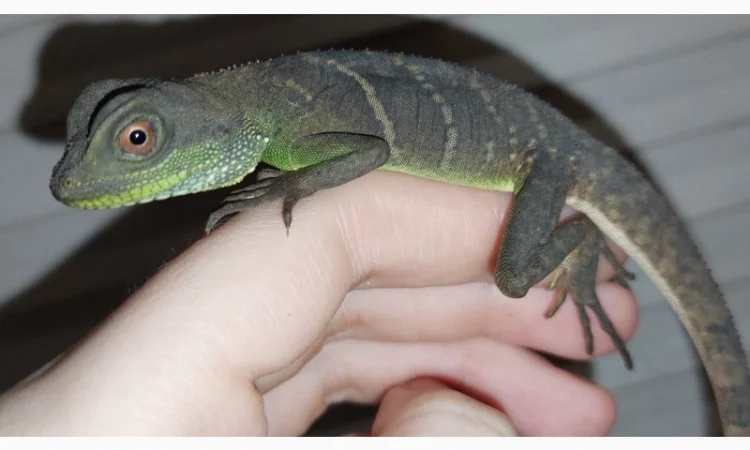 Ручные водяные агамы для содержания дома - фото № 3
