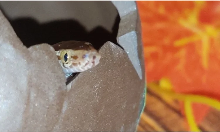 Ексклюзивна африканська змія – ідеальний домашній улюбленець для початківців та дітей - фото № 1