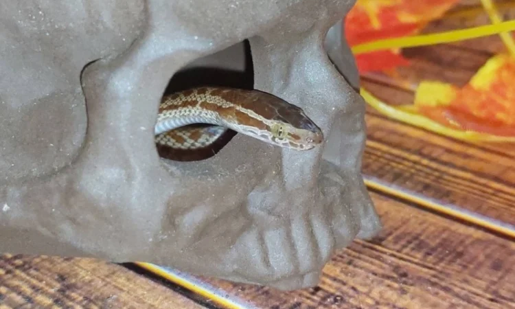 Ексклюзивна африканська змія – ідеальний домашній улюбленець для початківців та дітей - фото № 2