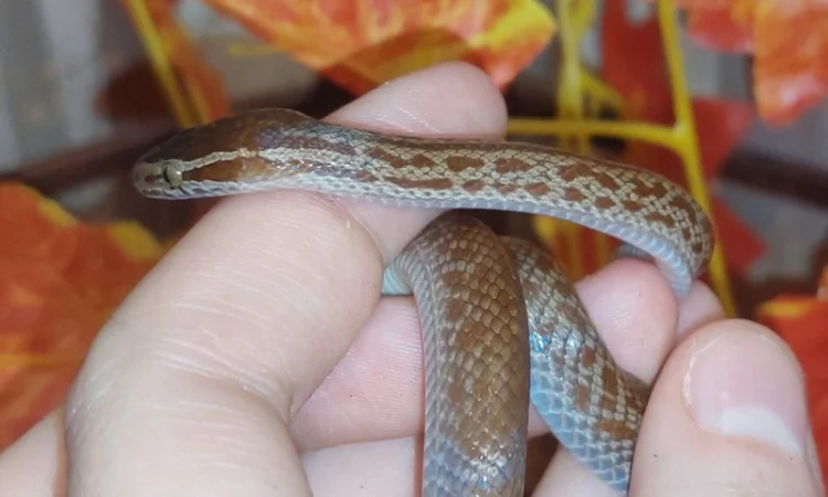 Ексклюзивна африканська змія – ідеальний домашній улюбленець для початківців та дітей - фото № 3