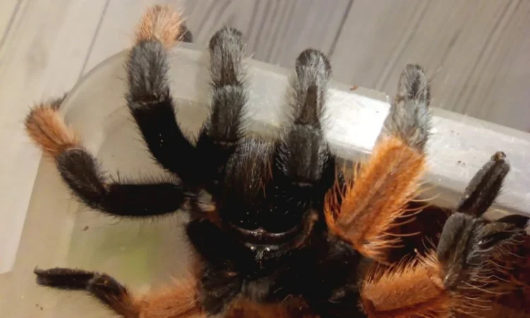 Брахіпельма емілія – мексиканский красноногий паук - фото № 2