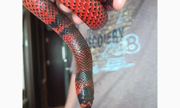 Оренда Гондурасская молочная змея - фото № 1