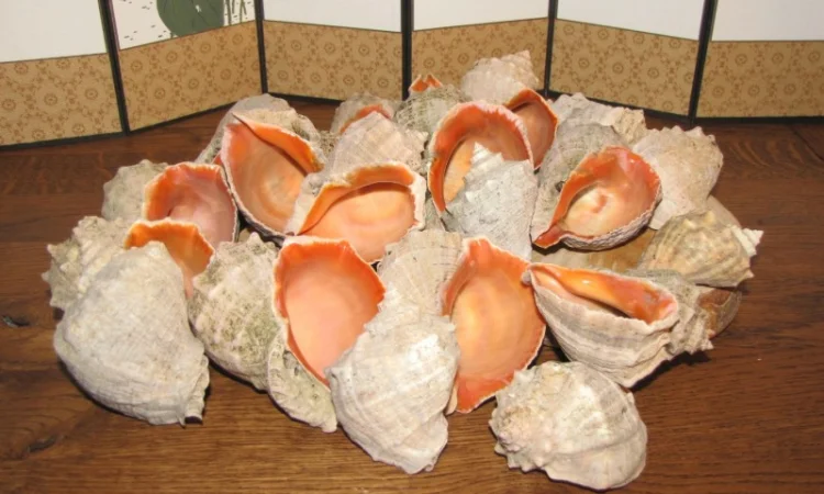 Ракушка. Рапана. Рапан. Сувенир. Аквариум. Ландшафтный. Комбикорм. Теплоизоляция - фото № 1