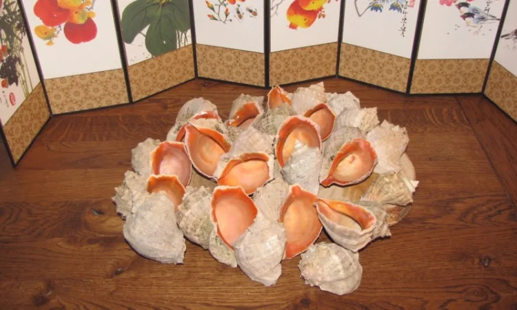 Ракушка. Рапана. Рапан. Сувенир. Аквариум. Ландшафтный. Комбикорм. Теплоизоляция - фото № 10