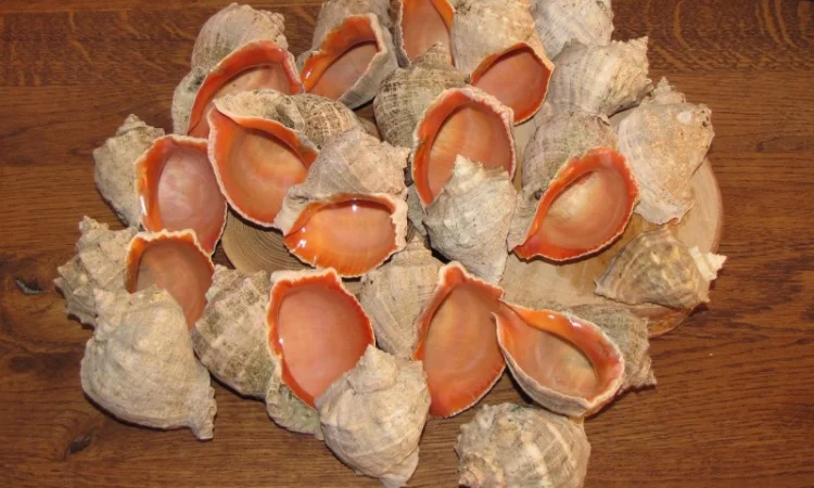 Ракушка. Рапана. Рапан. Сувенир. Аквариум. Ландшафтный. Комбикорм. Теплоизоляция - фото № 11