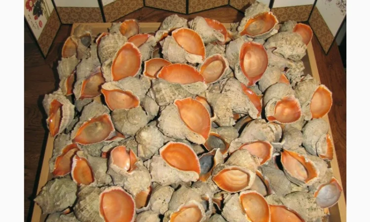 Ракушка. Рапана. Рапан. Сувенир. Аквариум. Ландшафтный. Комбикорм. Теплоизоляция - фото № 12