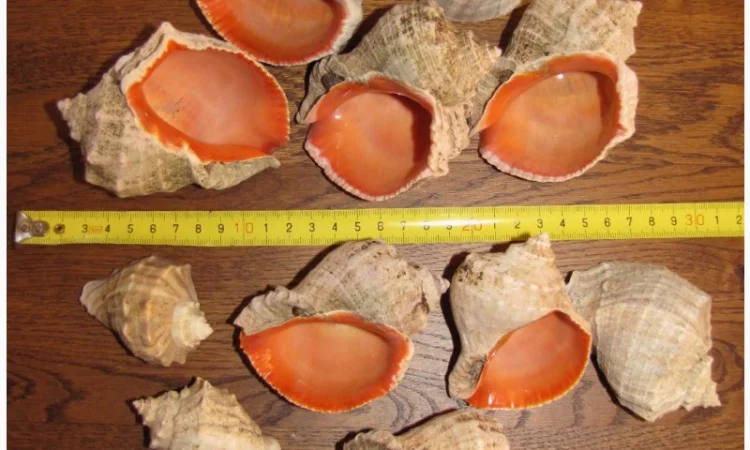 Ракушка. Рапана. Рапан. Сувенир. Аквариум. Ландшафтный. Комбикорм. Теплоизоляция - фото № 13