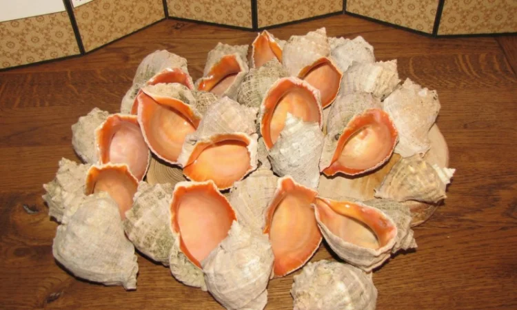 Ракушка. Рапана. Рапан. Сувенир. Аквариум. Ландшафтный. Комбикорм. Теплоизоляция - фото № 2