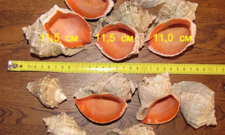 Ракушка. Рапана. Рапан. Сувенир. Аквариум. Ландшафтный. Комбикорм. Теплоизоляция - фото № 3