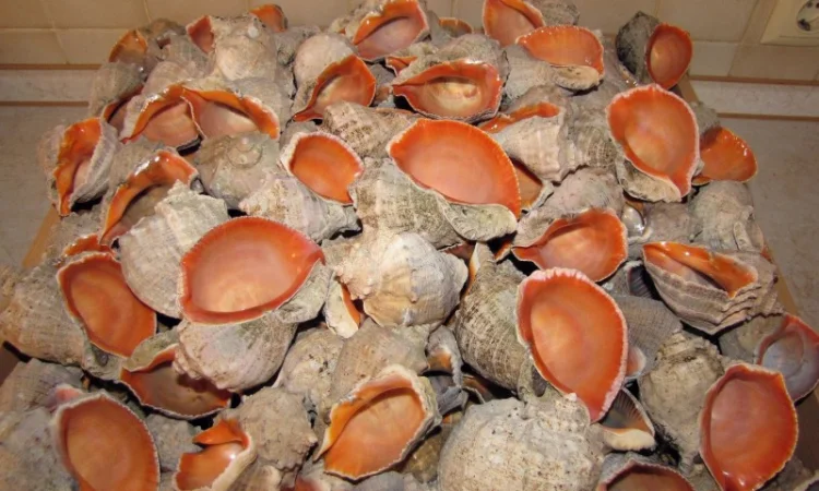 Ракушка. Рапана. Рапан. Сувенир. Аквариум. Ландшафтный. Комбикорм. Теплоизоляция - фото № 4