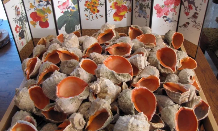 Ракушка. Рапана. Рапан. Сувенир. Аквариум. Ландшафтный. Комбикорм. Теплоизоляция - фото № 5