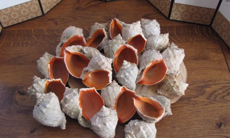 Ракушка. Рапана. Рапан. Сувенир. Аквариум. Ландшафтный. Комбикорм. Теплоизоляция - фото № 6