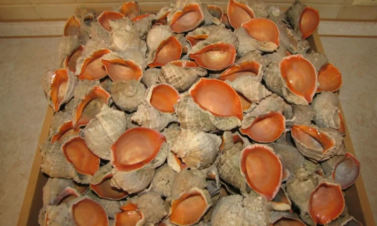 Ракушка. Рапана. Рапан. Сувенир. Аквариум. Ландшафтный. Комбикорм. Теплоизоляция - фото № 7