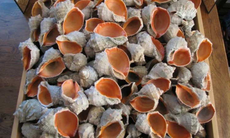 Ракушка. Рапана. Рапан. Сувенир. Аквариум. Ландшафтный. Комбикорм. Теплоизоляция - фото № 8