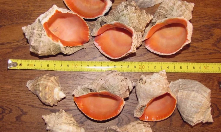 Ракушка. Рапана. Рапан. Сувенир. Аквариум. Ландшафтный. Комбикорм. Теплоизоляция - фото № 9