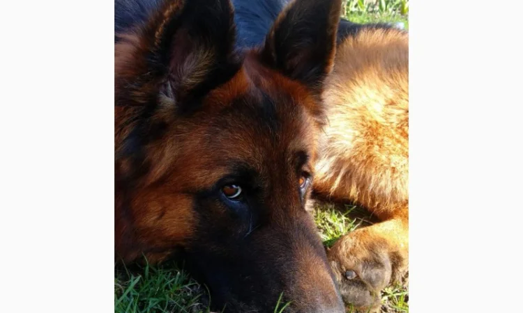 Вставки для вух собак – корекція форми - фото № 10