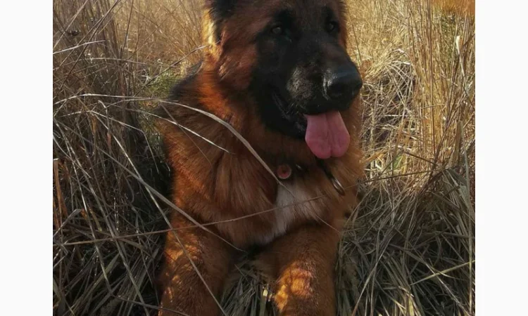 Вставки для вух собак – корекція форми - фото № 8