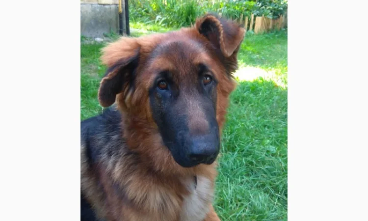 Вставки для вух собак – корекція форми - фото № 15