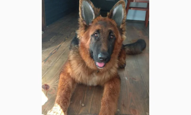 Вставки для вух собак – корекція форми - фото № 13