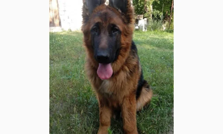 Вставки для вух собак – корекція форми - фото № 11