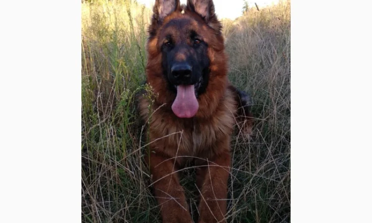 Вушні вставки для собак - фото № 2