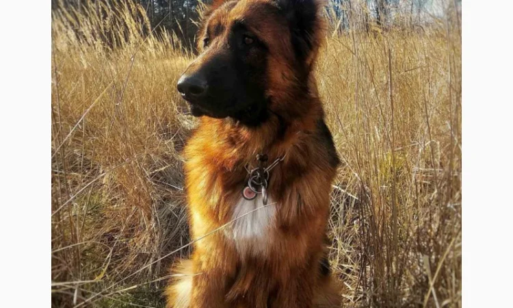 Вушні вставки для собак - фото № 8