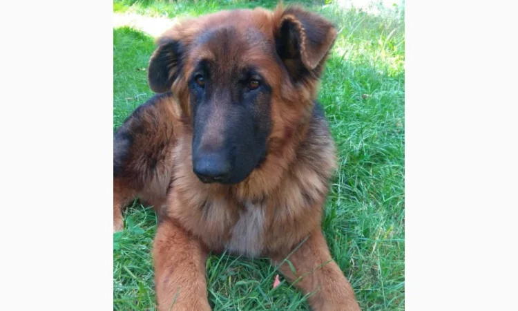 Вушні вставки для собак - фото № 15