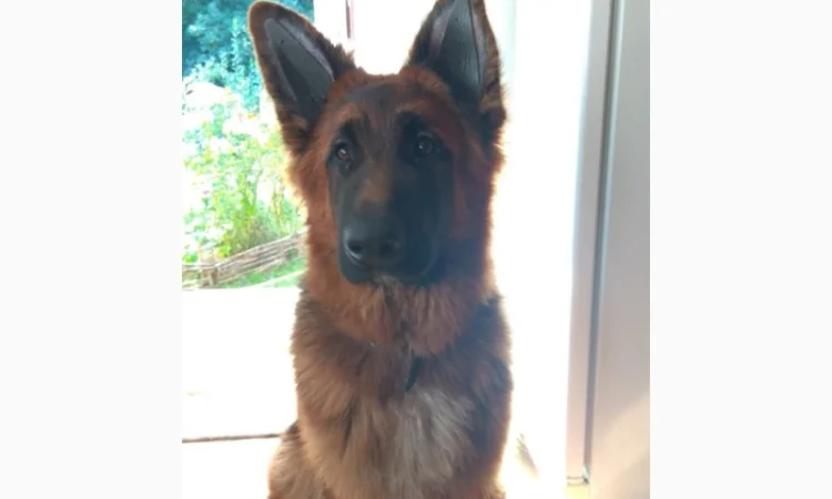 Вушні вставки для собак - фото № 14