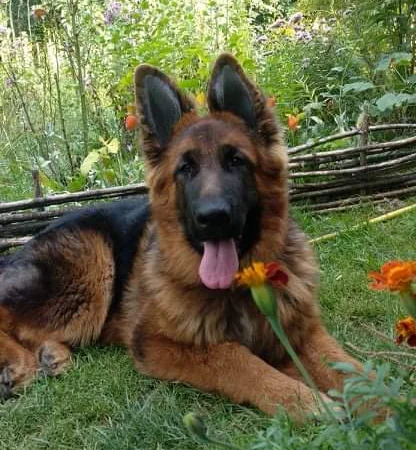 Вушні вставки для собак - фото № 12