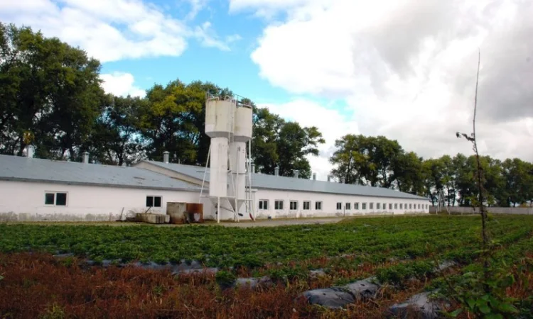 Оренда корівника та приміщення для відгодівлі телят - фото № 1