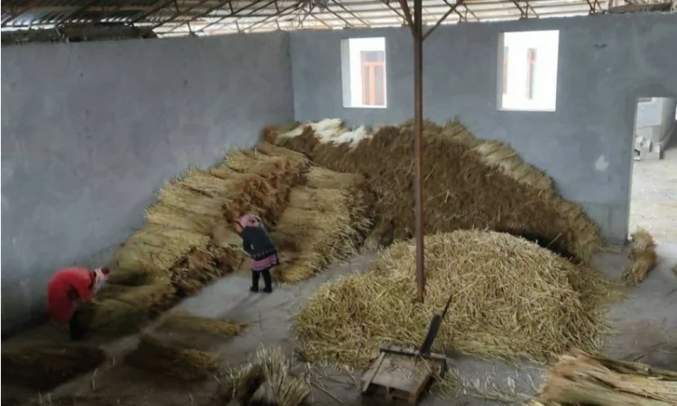 Веник сорго оптом за вигідною ціною - фото № 3