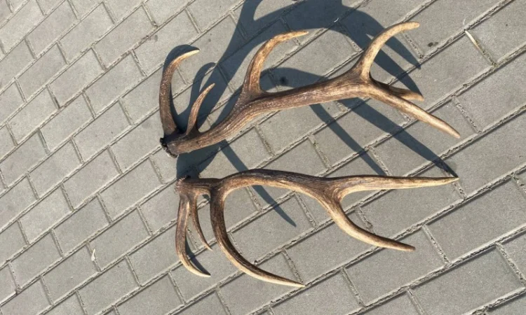 Покупаем рога оленя и лося - фото № 1