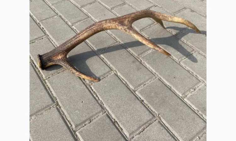 Покупаем рога оленя и лося - фото № 2