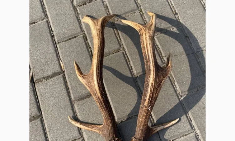 Покупаем рога оленя и лося - фото № 3