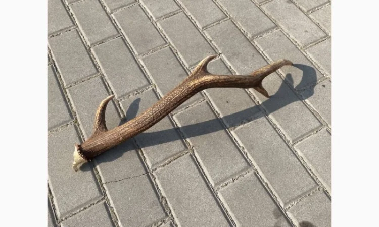 Покупаем рога оленя и лося - фото № 4