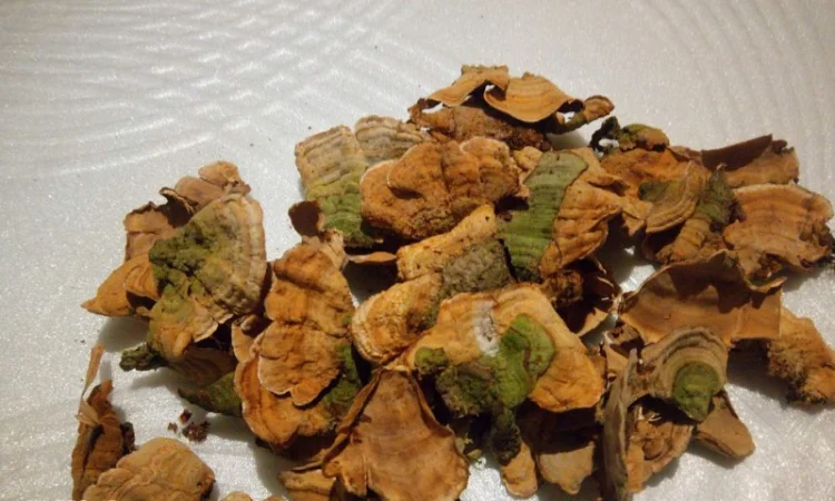 Траметес разноцветная 100 грамм 180 грн - фото № 1