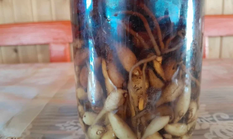 Настоянка любки двулистої - фото № 1