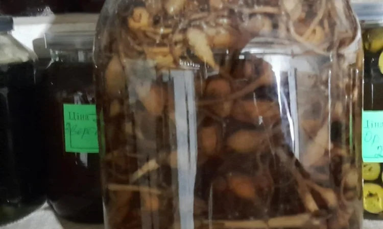 Настоянка любки двулистої - фото № 2