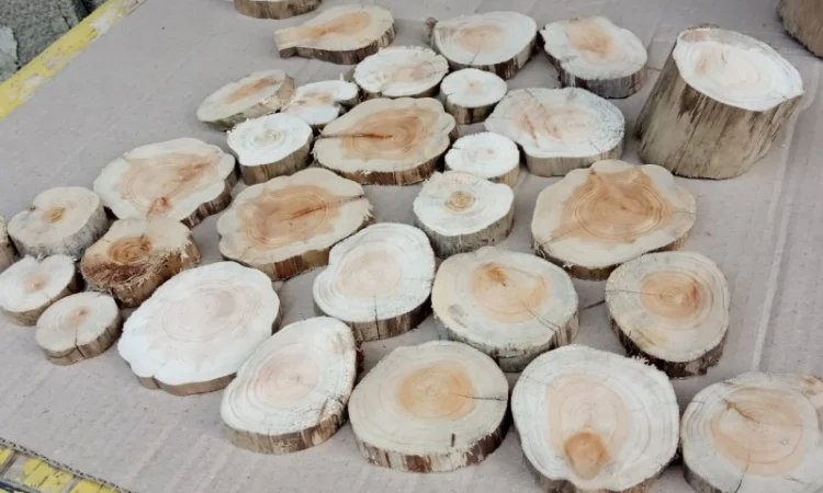 Круглый спил для пано можжевельник - фото № 7